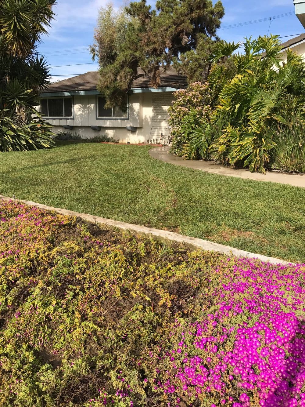 Vibrant garden with pink flowers, green lawn, and landscaped shrubs in residential yard.