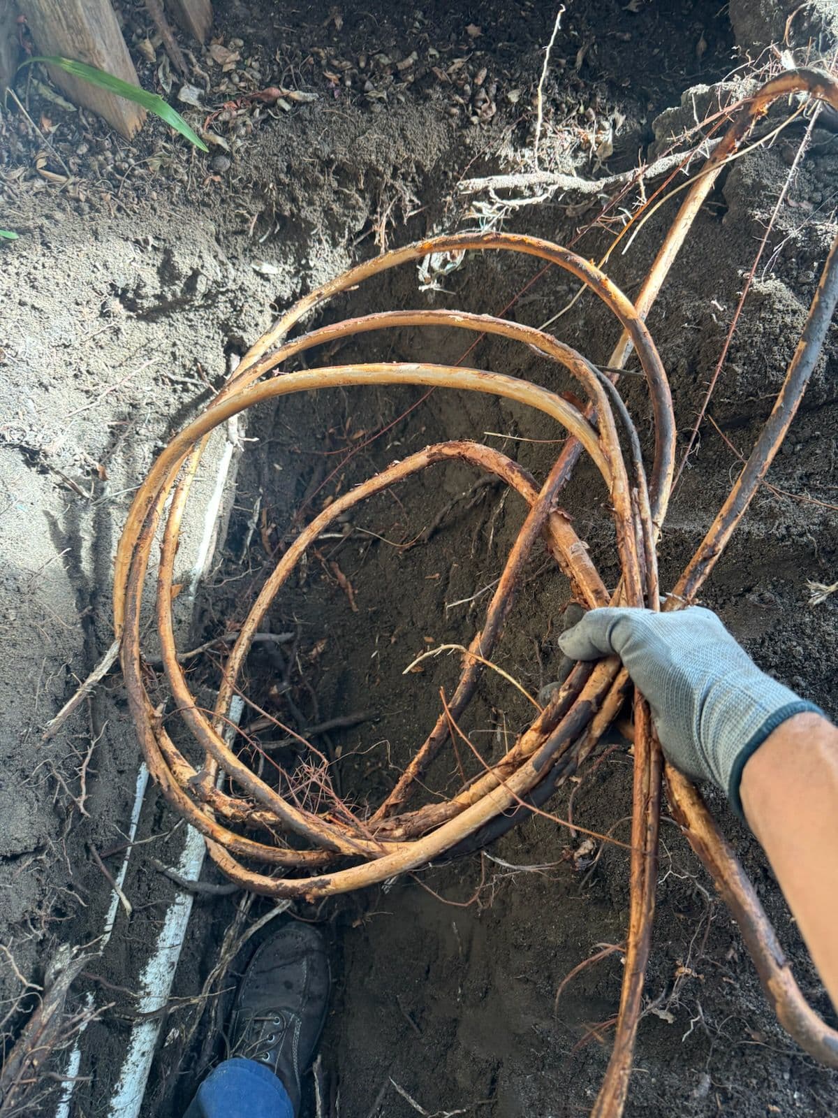 Root Removal Success in Hacienda Hts image